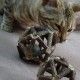 esfera-de-silvervine-con-bola-de-hierba-gatera-catnip-euphoria-croci-gato-04