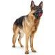 bozal-hunter-albury-varias-tallas-perro-02