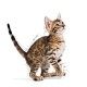 royal-canin-gatos-kitten-sterilised-pouch-en-salsa-85-g-gato