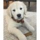 juguete-mordedor-nylabone-puppy-pollo-varios-tamanos-talla-m-perro-02