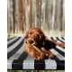 juguete-mordedor-nylabone-puppy-pollo-varios-tamanos-talla-s-perro