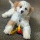 juguete-mordedor-nylabone-puppy-bacon-llaves-perro