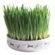 comedero-ceramica-con-semillas-hierba-para-gatos-trixie-50-g