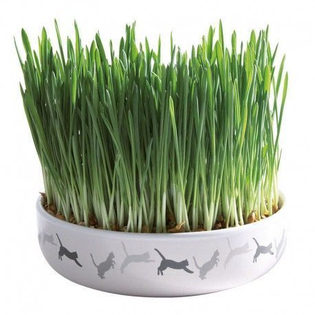 comedero-ceramica-con-semillas-hierba-para-gatos-trixie-50-g