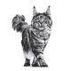 royal-canin-gatos-renal-dietas