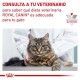 royal-canin-gatos-renal-dietas