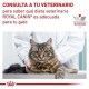 royal-canin-gatos-gastrointestinal-hairball-veterinary