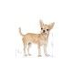 royal-canin-perros-chihuahua-pouch-pate-85-g