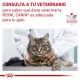 royal-canin-gatos-renal-con-buey-sobre-pouch-85-g