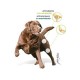 kimimove-ultra-suplemento-articular-para-perros-y-gatos-60-comprimidos