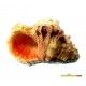 decoracion-conchas-surtidas-5-cm-01