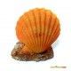 decoracion-conchas-surtidas-5-cm-02