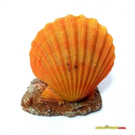 decoracion-conchas-surtidas-5-cm-02
