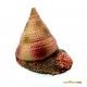decoracion-conchas-surtidas-5-cm-03