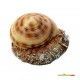 decoracion-conchas-surtidas-5-cm-04