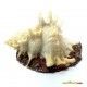 decoracion-conchas-surtidas-5-cm-06