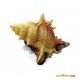 decoracion-conchas-surtidas-5-cm-07