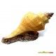 decoracion-conchas-surtidas-5-cm-08