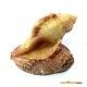 decoracion-conchas-surtidas-5-cm-09