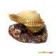 decoracion-conchas-surtidas-5-cm-10